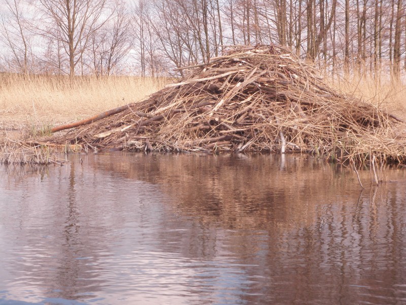 Spływy kajakowe