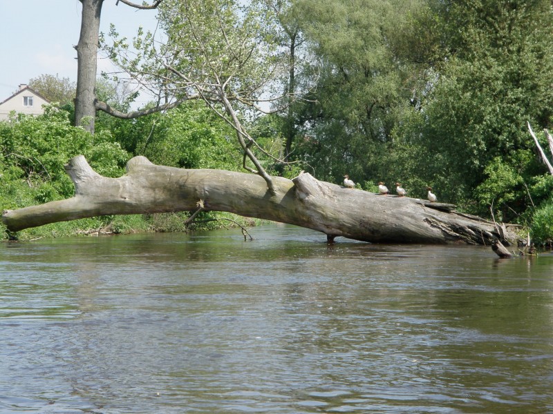 Spływy kajakowe