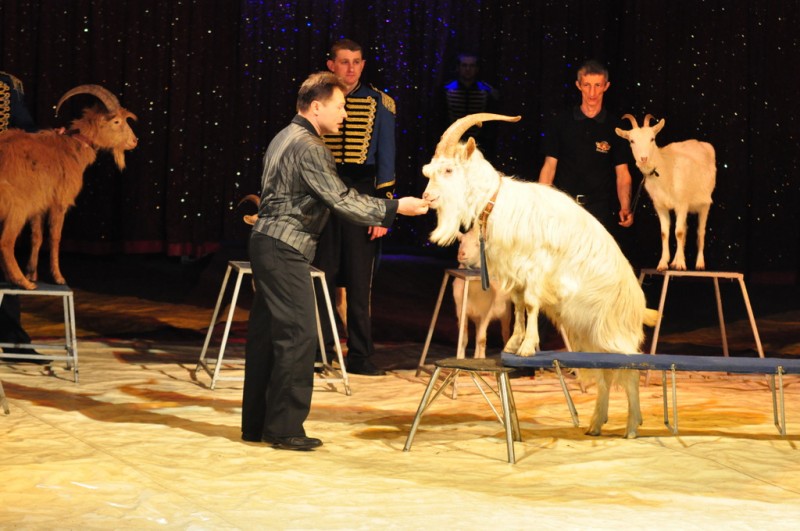 Wielkie cyrkowe show we Włocławku