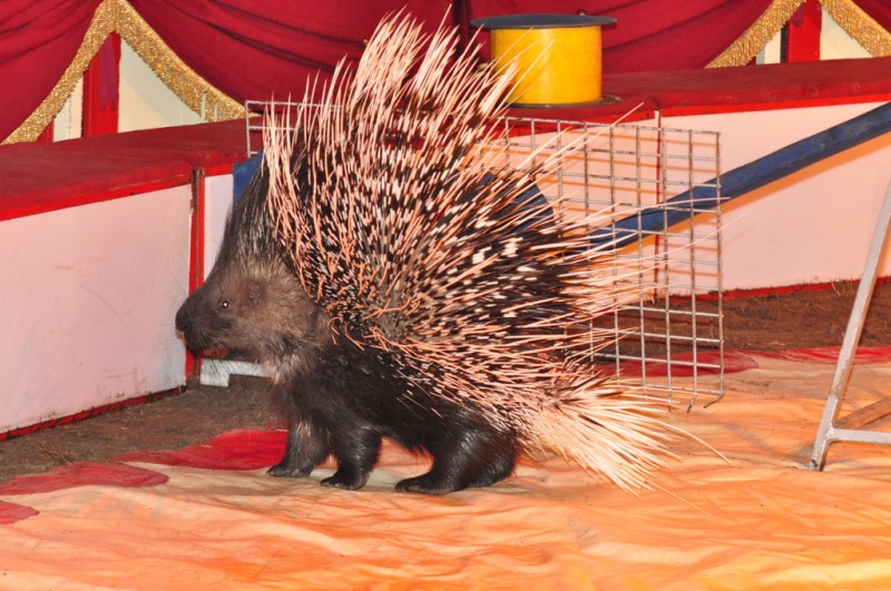 Wielkie cyrkowe show we Włocławku