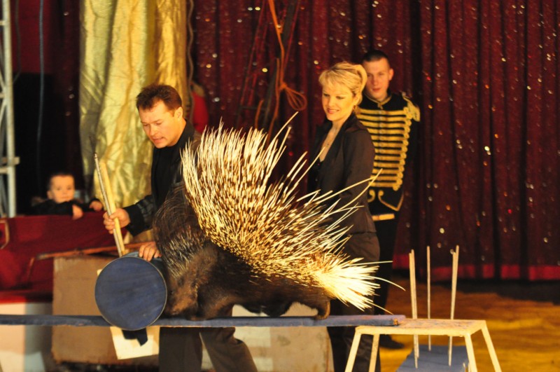 Wielkie cyrkowe show we Włocławku