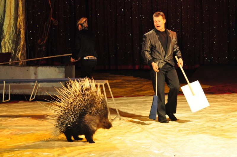 Wielkie cyrkowe show we Włocławku