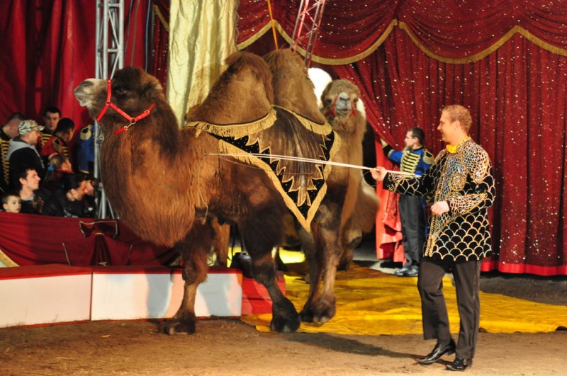 Wielkie cyrkowe show we Włocławku