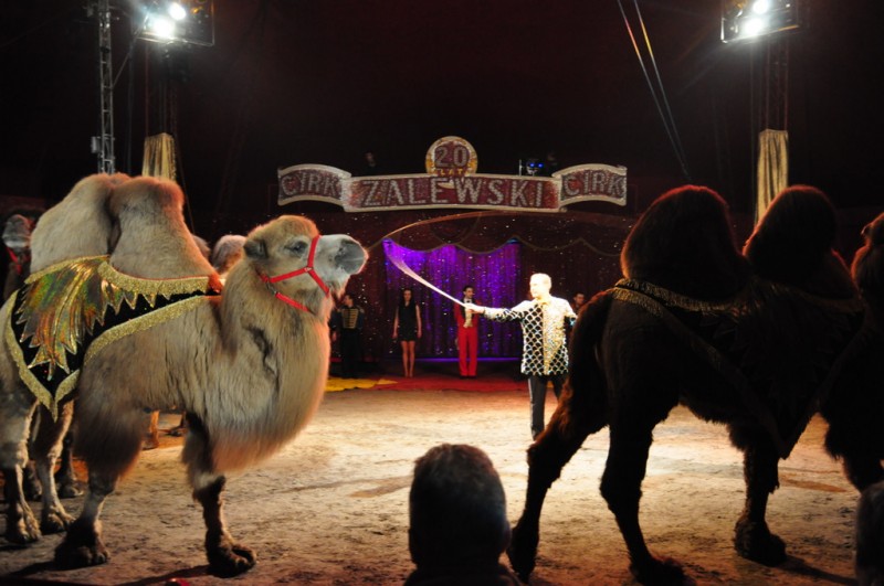 Wielkie cyrkowe show we Włocławku