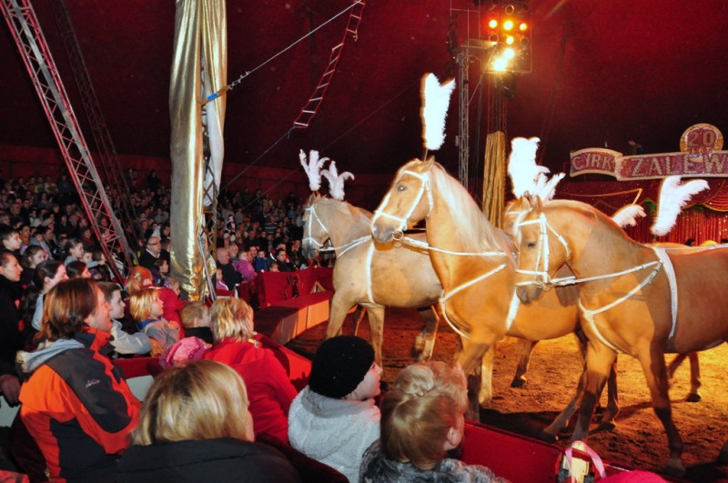Wielkie cyrkowe show we Włocławku