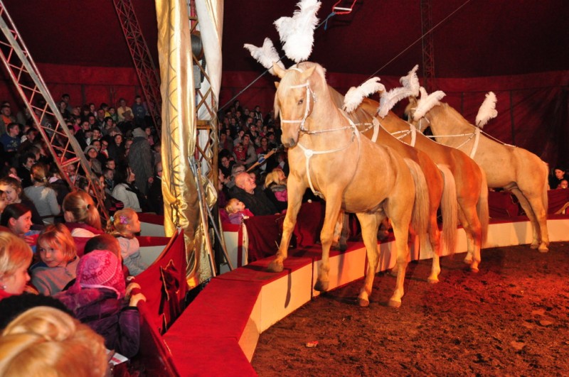 Wielkie cyrkowe show we Włocławku