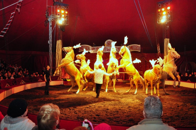 Wielkie cyrkowe show we Włocławku