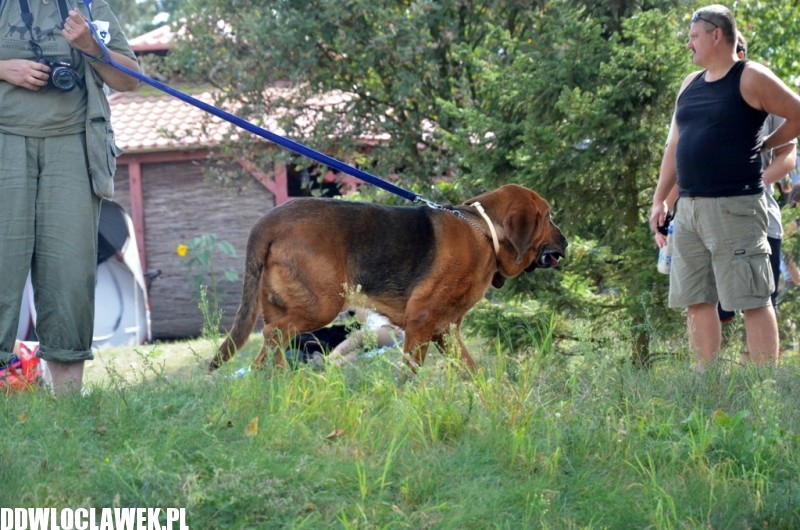 XXIV Wystawa Psów Rasowych