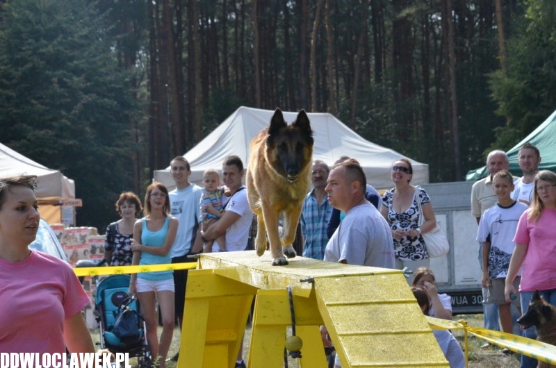 XXIV Wystawa Psów Rasowych