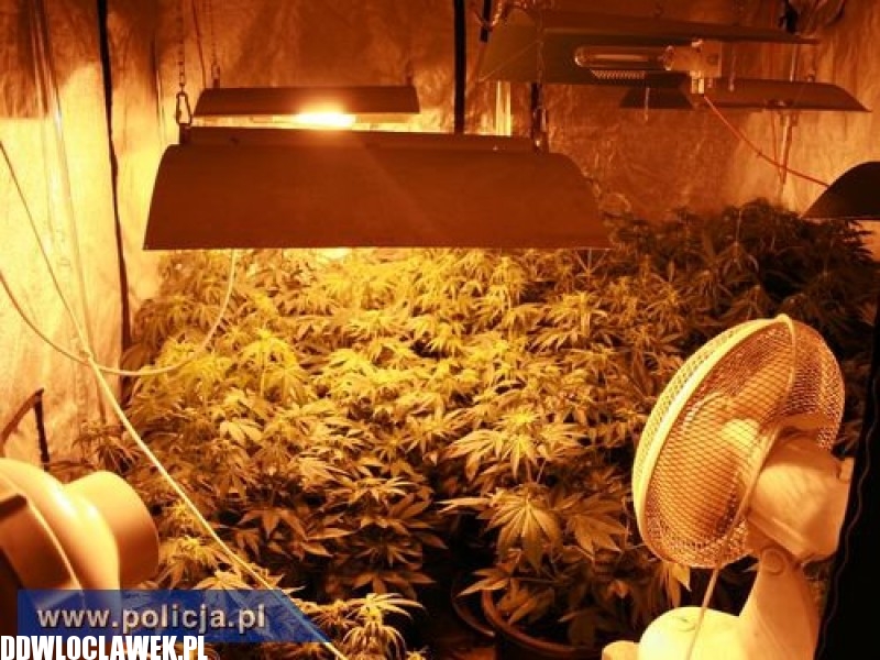 Pod Lipnem zlikwidowano plantację konopii
