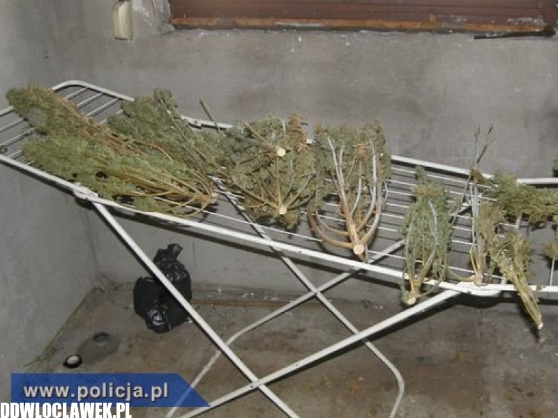 Pod Lipnem zlikwidowano plantację konopii