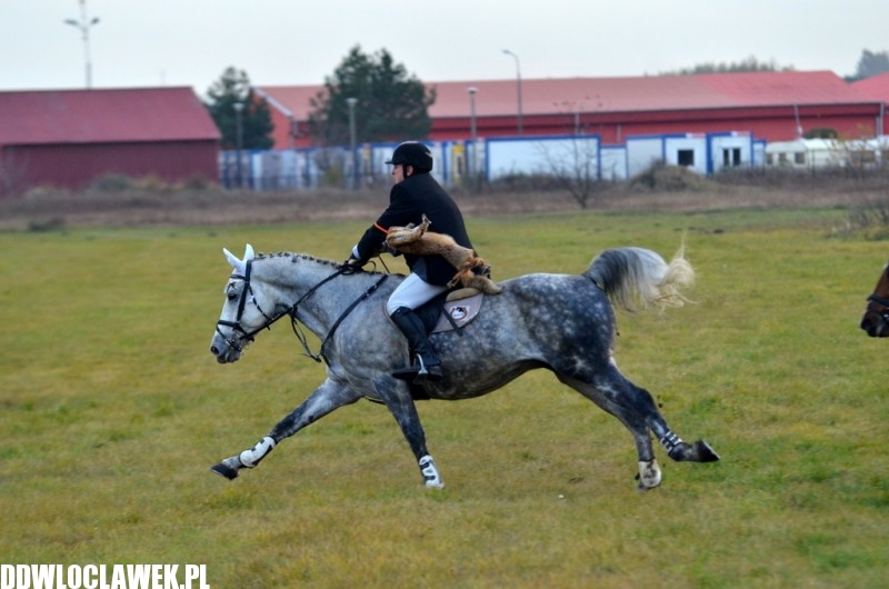 Pogoń za lisem