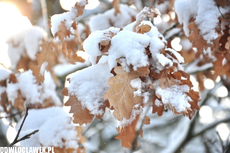 Włocławek pod śniegiem...