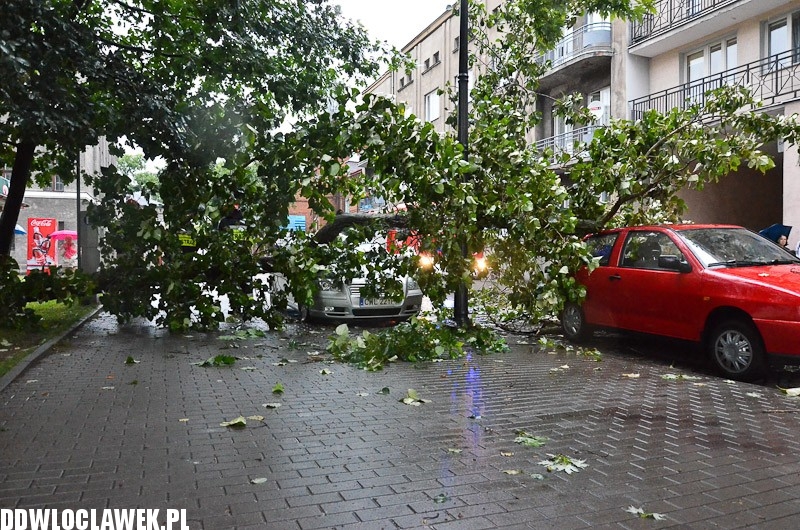 W centrum przewróciło się drzewo i uszkodziło 2 auta
