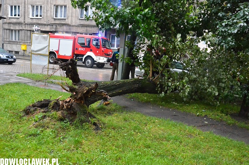 W centrum przewróciło się drzewo i uszkodziło 2 auta