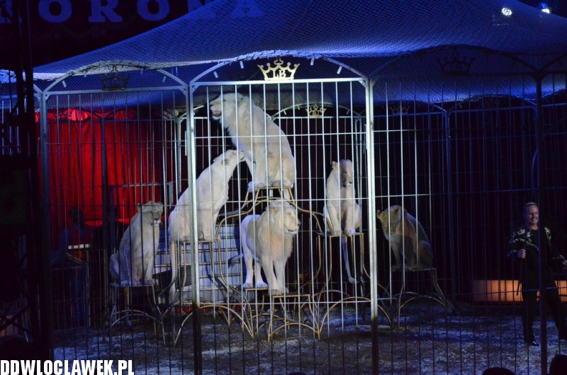 Cyrkowe show Fabryka śmiechu