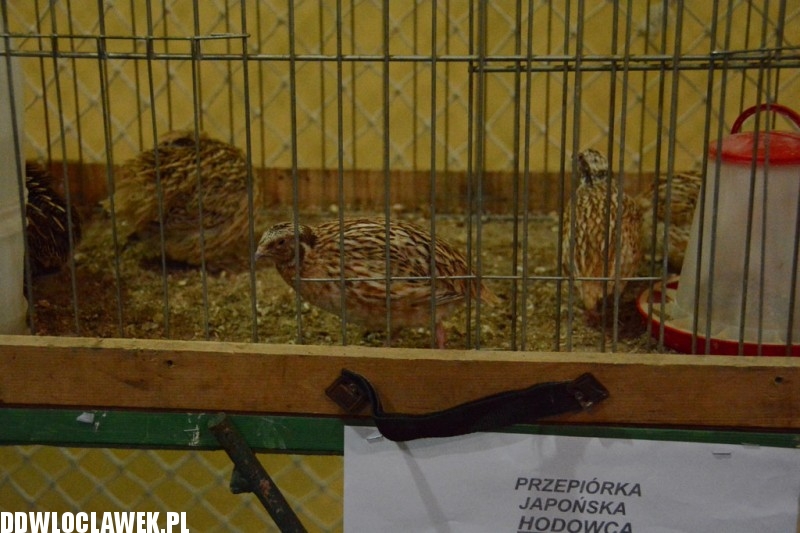 Wystawa gołębi i drobiu ozdobnego