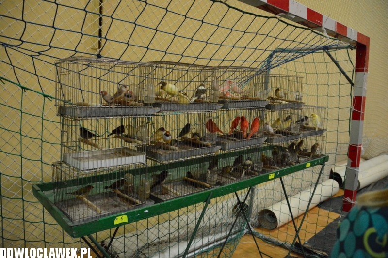 Wystawa gołębi i drobiu ozdobnego