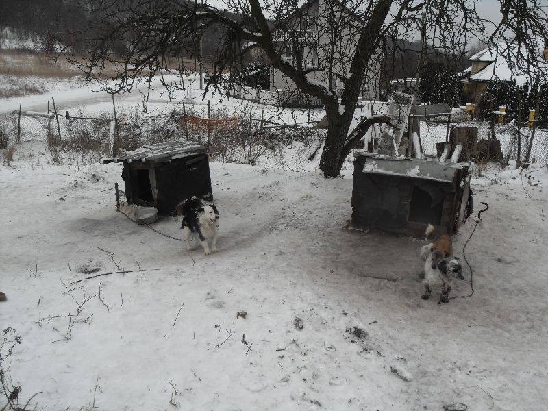 Pies zabity laską na Zawiślu?