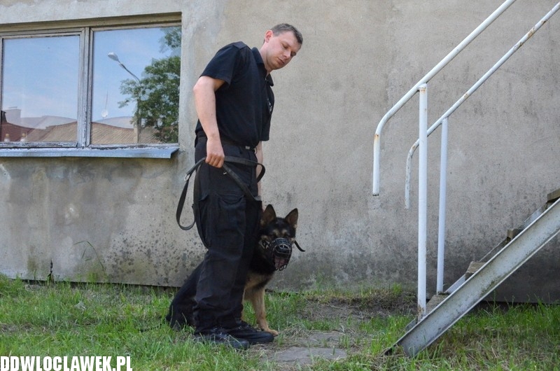 Pies policyjny Heban patroluje Włocławek