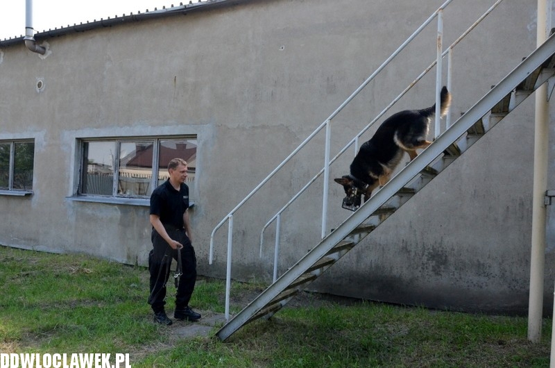 Pies policyjny Heban patroluje Włocławek
