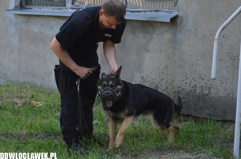 Pies policyjny Heban patroluje Włocławek