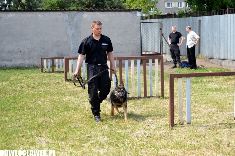 Pies policyjny Heban patroluje Włocławek