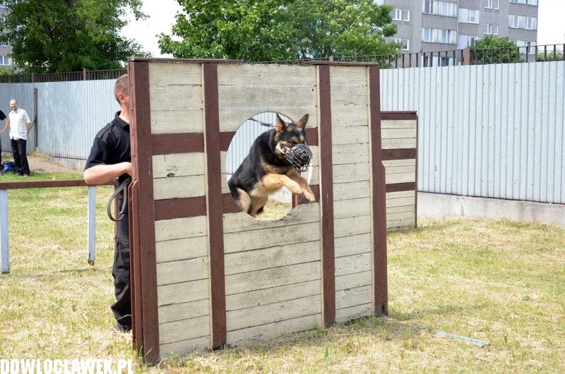 Pies policyjny Heban patroluje Włocławek