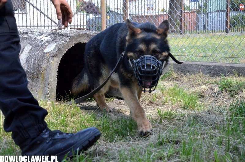 Pies policyjny Heban patroluje Włocławek