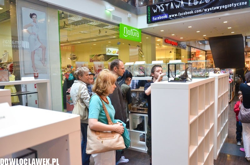 Niebezpieczne zwierzęta w centrum Włocławka