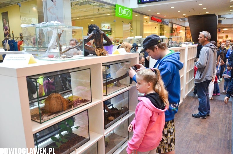 Niebezpieczne zwierzęta w centrum Włocławka