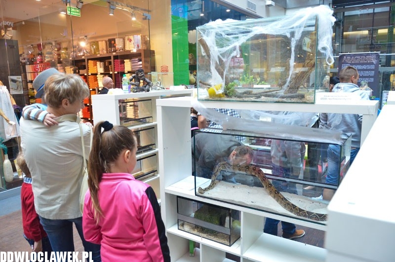 Niebezpieczne zwierzęta w centrum Włocławka