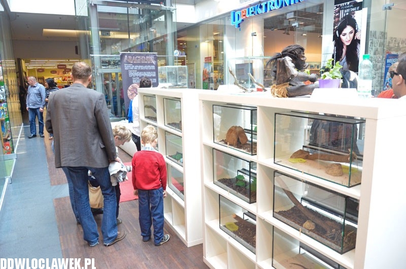Niebezpieczne zwierzęta w centrum Włocławka