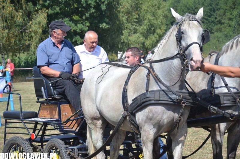Niesamowite zawody w powożeniu końmi