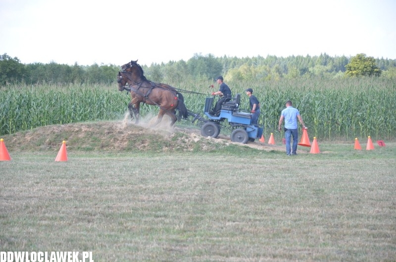 Niesamowite zawody w powożeniu końmi