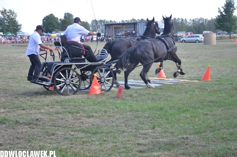 Niesamowite zawody w powożeniu końmi