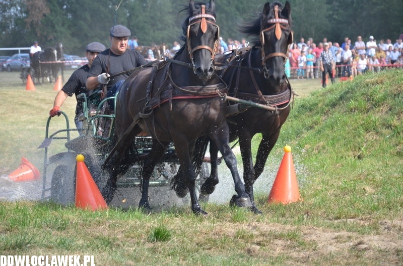 Niesamowite zawody w powożeniu końmi