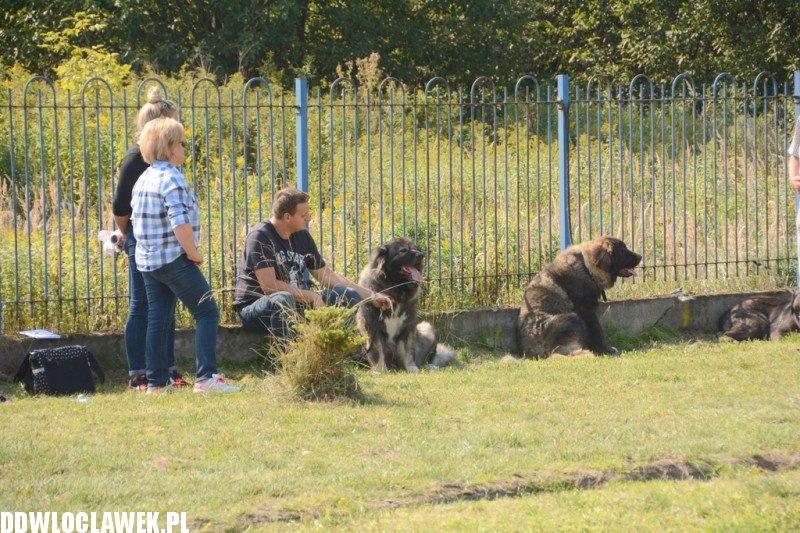 Kujawska Wystawa Psów Rasowych