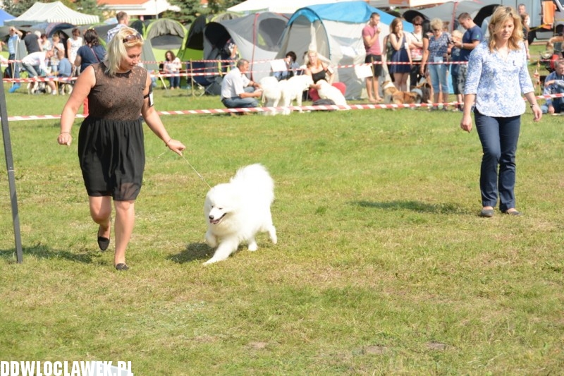 Kujawska Wystawa Psów Rasowych