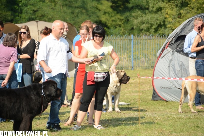 Kujawska Wystawa Psów Rasowych