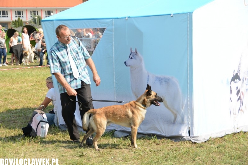 Kujawska Wystawa Psów Rasowych