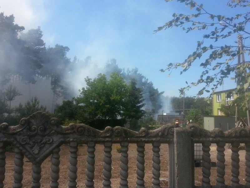 Pożar lasu w Pińczacie