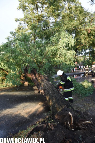 Drzewo zablokowało ulicę Grodzką