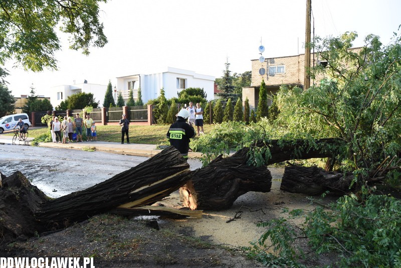 Drzewo zablokowało ulicę Grodzką