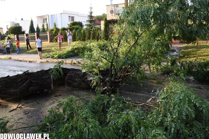 Drzewo zablokowało ulicę Grodzką
