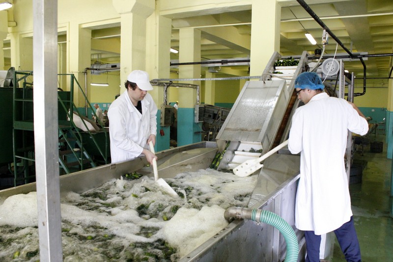 Produkcja ogórków marki Dworski
