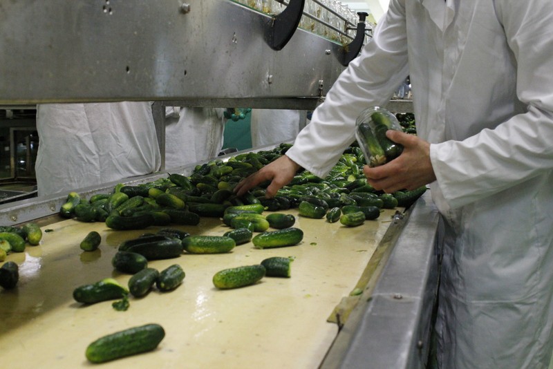 Produkcja ogórków marki Dworski
