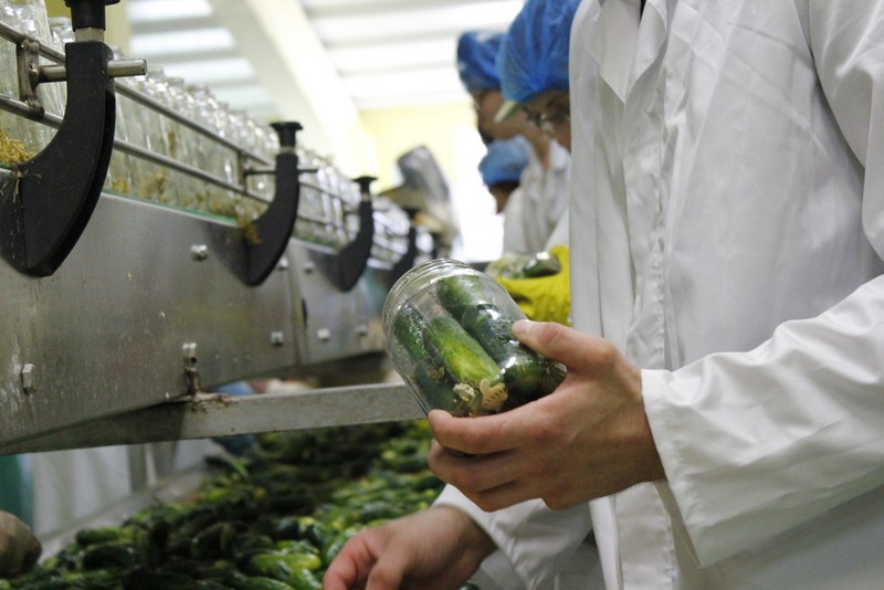Produkcja ogórków marki Dworski