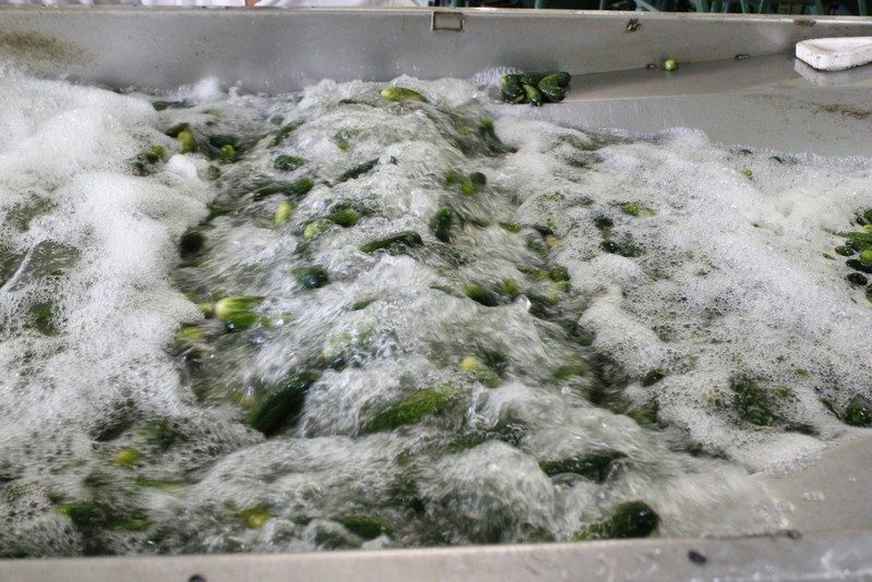 Produkcja ogórków marki Dworski