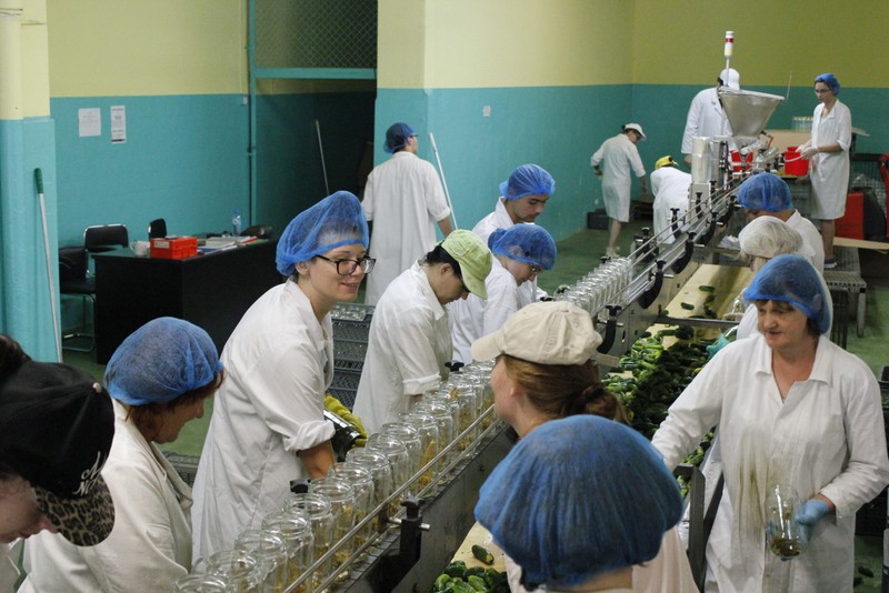 Produkcja ogórków marki Dworski